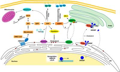 Synthesis, function, and regulation of sterol and nonsterol isoprenoids